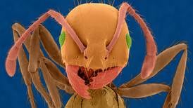 Hver maur du har sett, har sannsynligvis vært en dame 