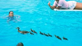 Hvorfor svømmer andunger på rekke etter mammaen sin?
