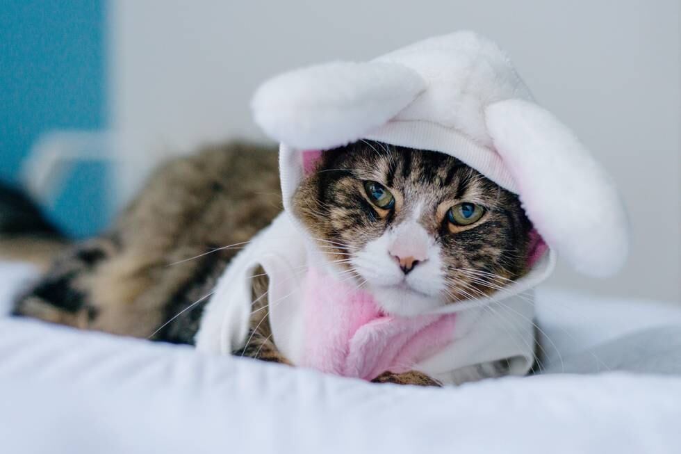cute cat in an easter costume