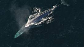 Ny hvalforskning vekker PSTs interesse
