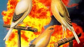 Klimakrise: Kanarifuglen har sluttet å synge