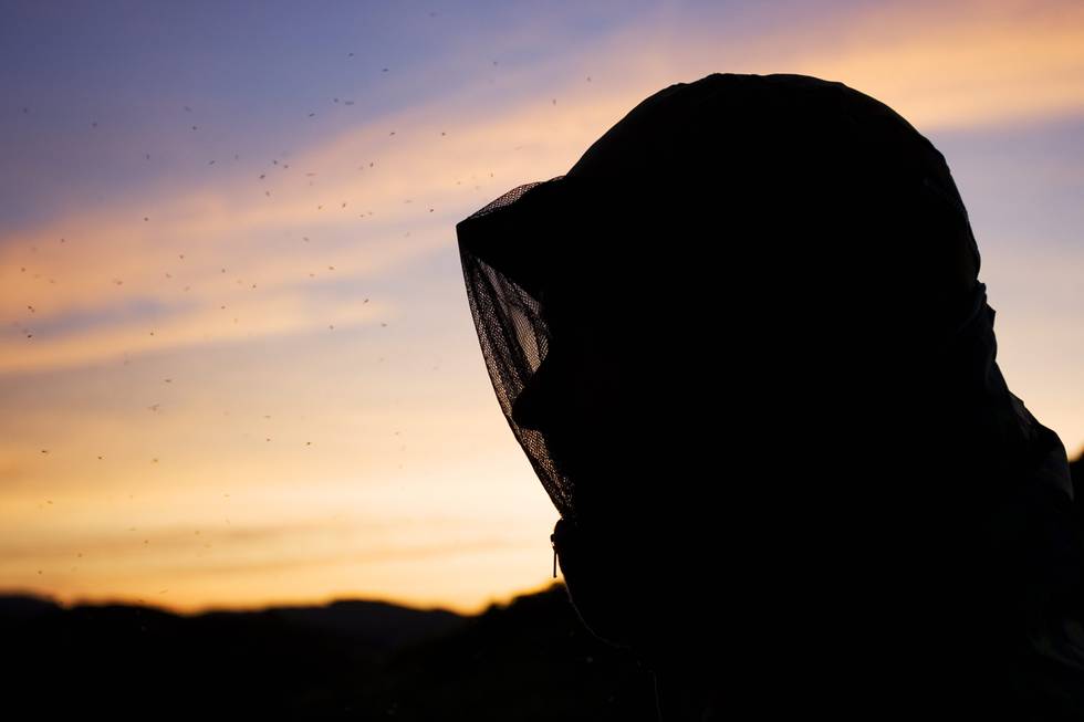 Silhuett av mann med mygghatt. Svermende knott mot kveldshimmelen, en virkelig insektplage. Rogaland.
Foto: © Roy Mangersnes / NN / Samfoto
