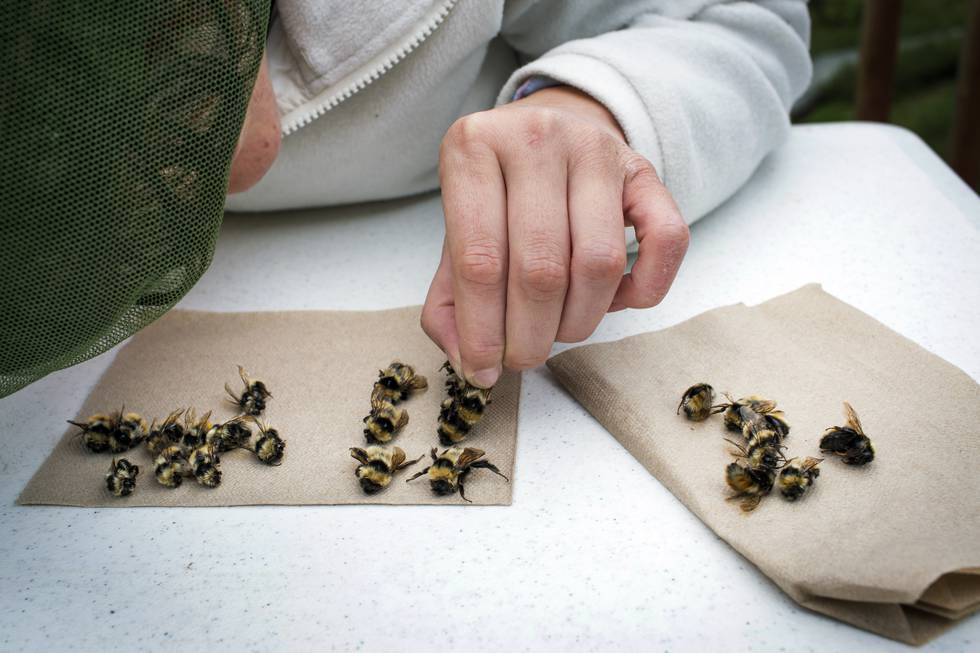 A researcher who is part of a team that embarked on a 1,000 mile long bee-hunting road trip, examines bees at the Bombus Polaris at the Toolik Field Station in Alaska, July, 2016. The researchers scoured the wilds of northern Alaska for Bombus polaris, a big bee that has adapted to the cold and that can teach them more about the effects of climate change. Katie Orlinsky / The New York Times / NTB